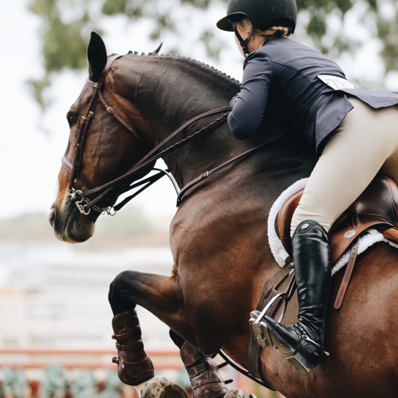cheval equitation